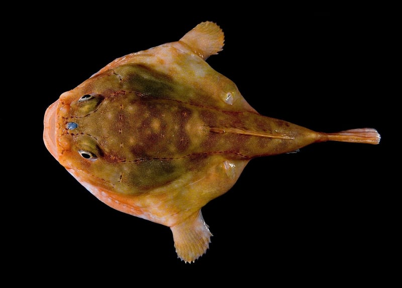 Anglerfish in the deep sea